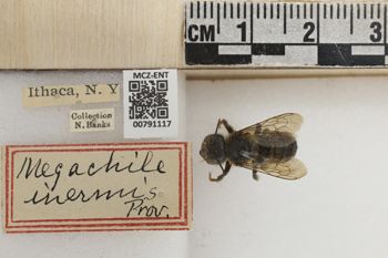 Media type: image;   Entomology 791117 Aspect: Labels